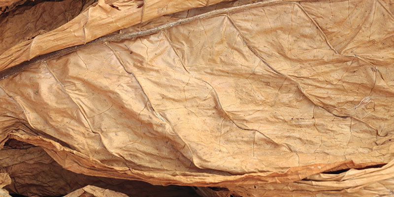 High nicotine Burley