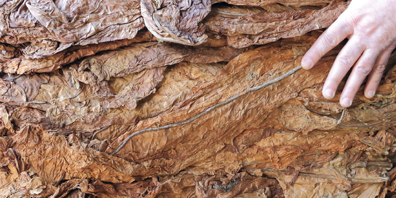 I.B.G. (Badischer Geudertheimer)